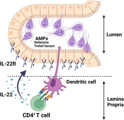 Mucosal Defense Against Giardia at the Intestinal Epithelial Cell Interface